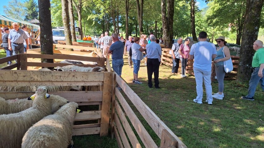 31. Razstava ovc in koz belokranjskih rejcev