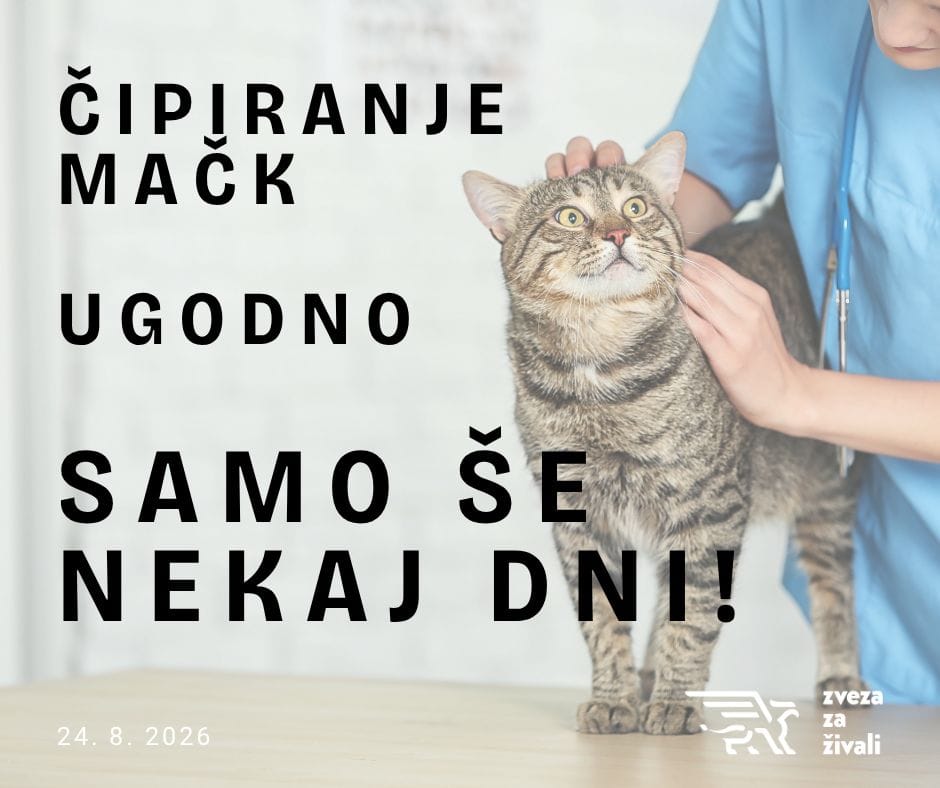 Ugodno čipiranje samo še do konca avgusta